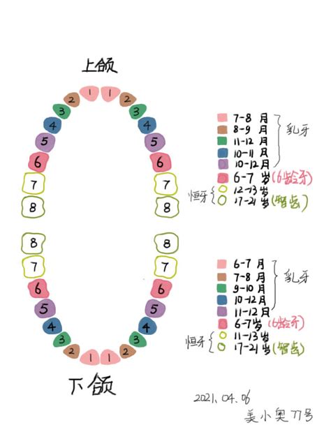 人有多少牙|人有多少颗牙齿？